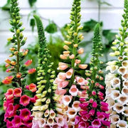 Mixed Colors Foxglove Seeds