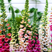 Colorful Foxglove Seeds