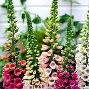 Foxy Mixed Foxglove Seeds