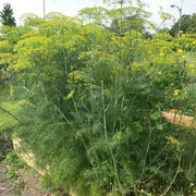 Long Island Mammoth Dill Seeds, Herbal