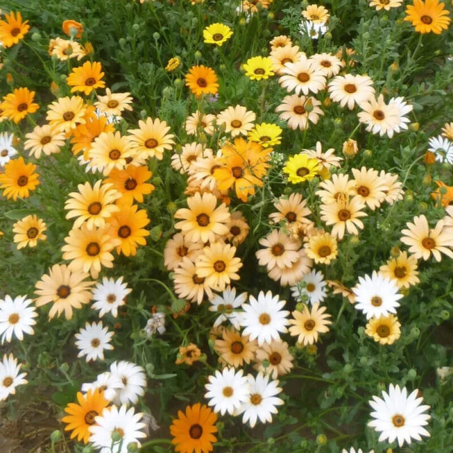 African Daisy Seeds - Dimorphotheca sinuata Flower Seeds
