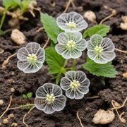 Wildflower Mix Skeleton Seeds