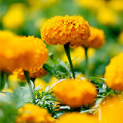 African Marigold Seeds