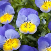 Blue Yellow Pansy Seeds