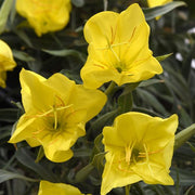 Evening Primrose Oenothera Macrocarpa Seeds