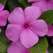 Pink Wildflower Mix Periwinkle Seeds
