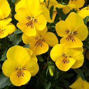 Vibrant Heirloom Yellow Pansy Seeds