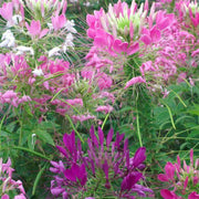 Queen Cleome Seeds
