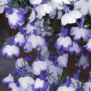 Blue Splash Lobelia Seeds