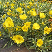 Wildflower Mix Oenothera Missouriensis Seeds