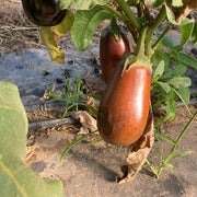 Brown Eggplant Seeds