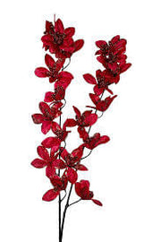 Red Forsythia Seeds