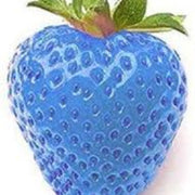 Sky Blue Strawberry Seeds