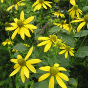 Laciniata Rudbeckia Seeds