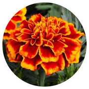 French Durango Flame Marigold Seeds