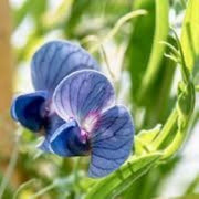 Hardy Legume Grass Pea Seeds, Herbal