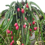 Exotic ClimbingDragon Seeds