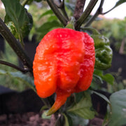 Breath Chilli Seeds