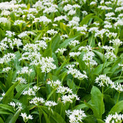 Wild Garlic Allium Ursinum Seeds