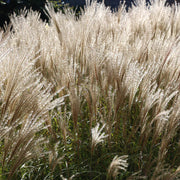 Silver Seeds, Miscanthus Sinensis