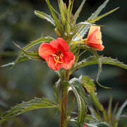 Versicolor Oenothera Seeds