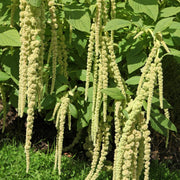 Green Viridis Amaranth Seeds