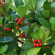 Perennial Ground Cover Wintergreen Seeds, Herbal