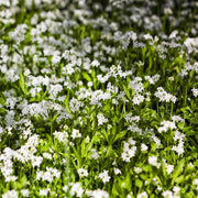 Sweet Woodruff Seeds