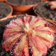 Alice Sundew Seeds