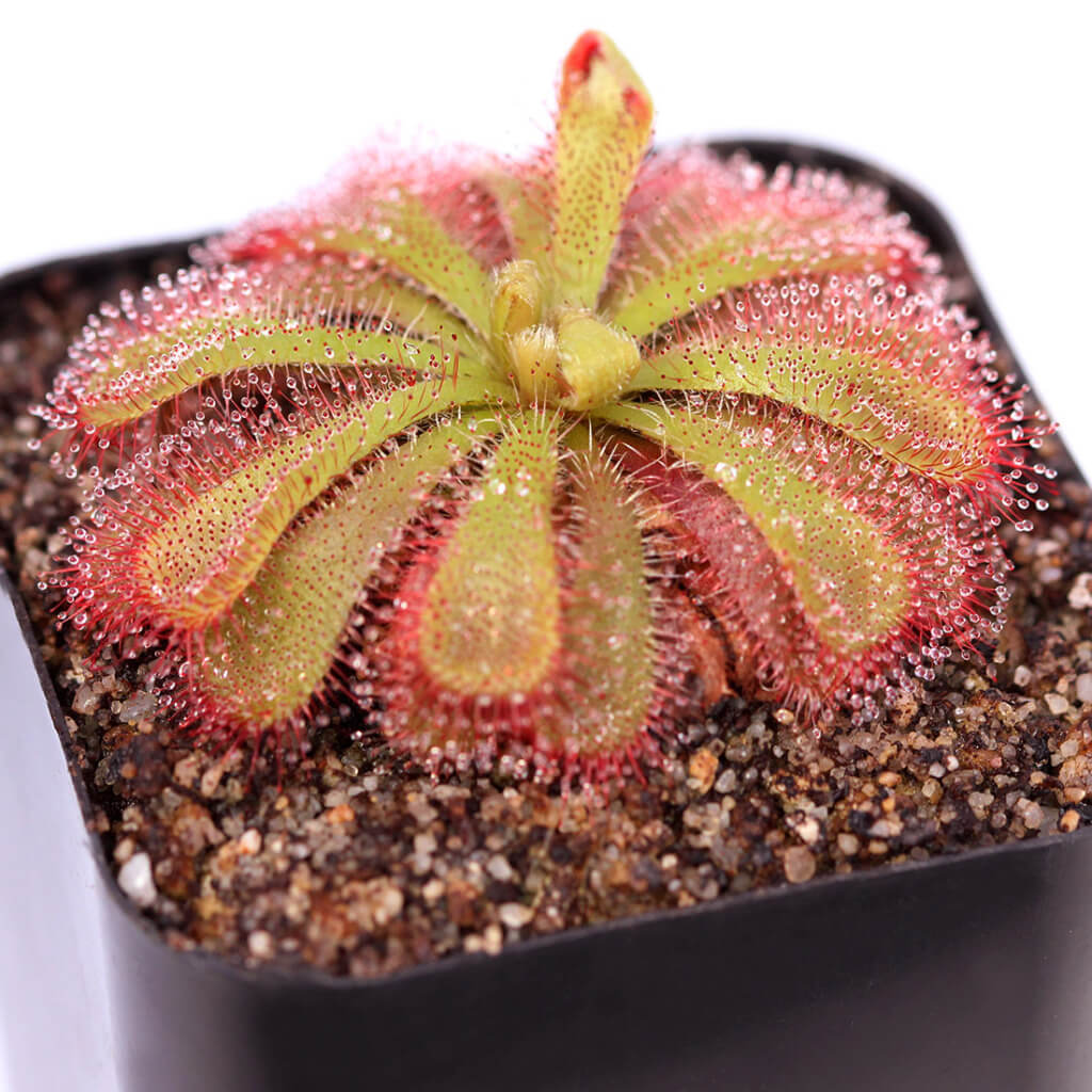 Alice Sundew Seeds