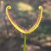Fork-leaved Sundew Seeds