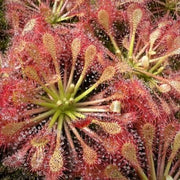 Drosera Carnivorous Sundew Seeds