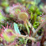 Round-Leaved Sundew Seeds