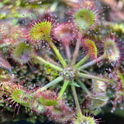 Round-Leaved Sundew Seeds