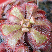 Alice Sundew Seeds