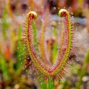 Fork-leaved Sundew Seeds