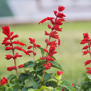 Coccinea Salvia Seeds