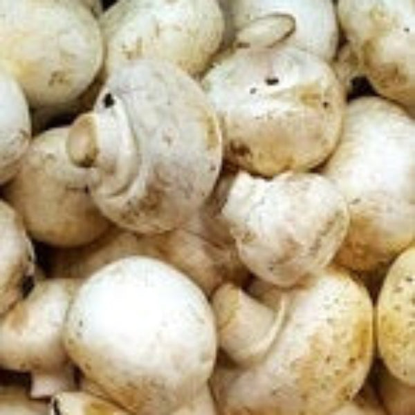 Cream Mushroom Spawn Seeds