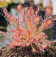 Drosera Carnivorous Sundew Seeds