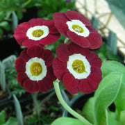 Auricula Primrose Seeds