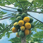Dwarf Cylindrical Papaya Seeds