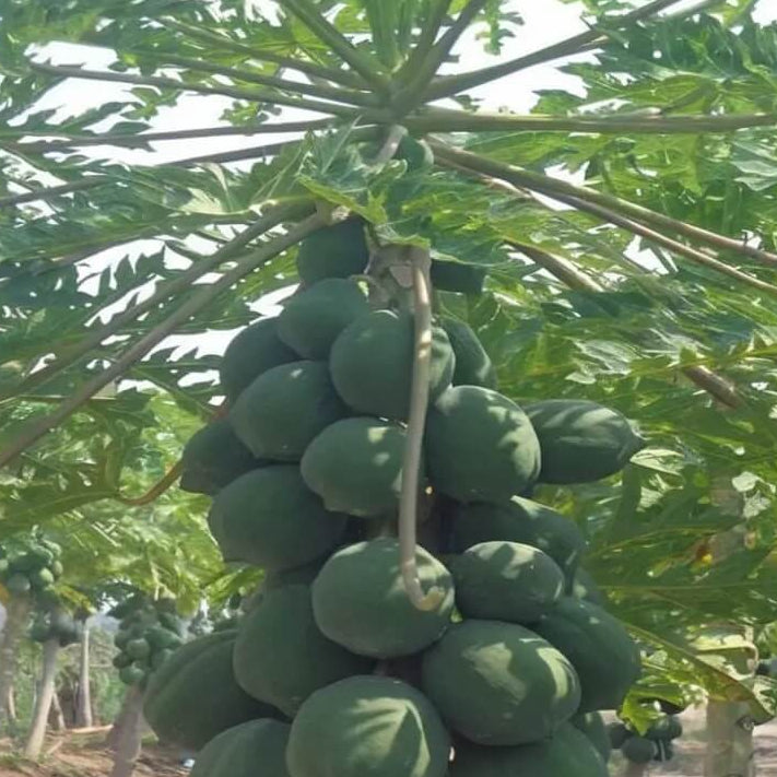 Dwarf Cylindrical Papaya Seeds