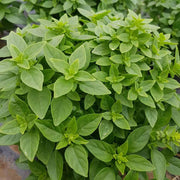Compact Fragrant Dwarf Greek Basil Seeds, Herbal