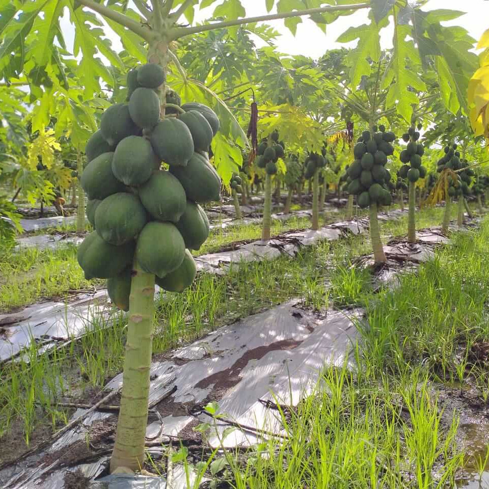 Pusa Dwarf Papaya Seeds