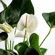 anthurium Seeds, Anthurium andraeanum