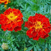 Red Crimson Marigold Seeds