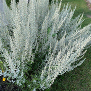 Silver Sagebrush Seeds, Herbal