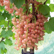Pink Currant Seeds