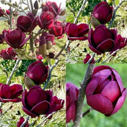 Yulan Tulip Magnolia Seeds