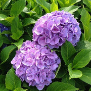 Violet Hydrangea Seeds